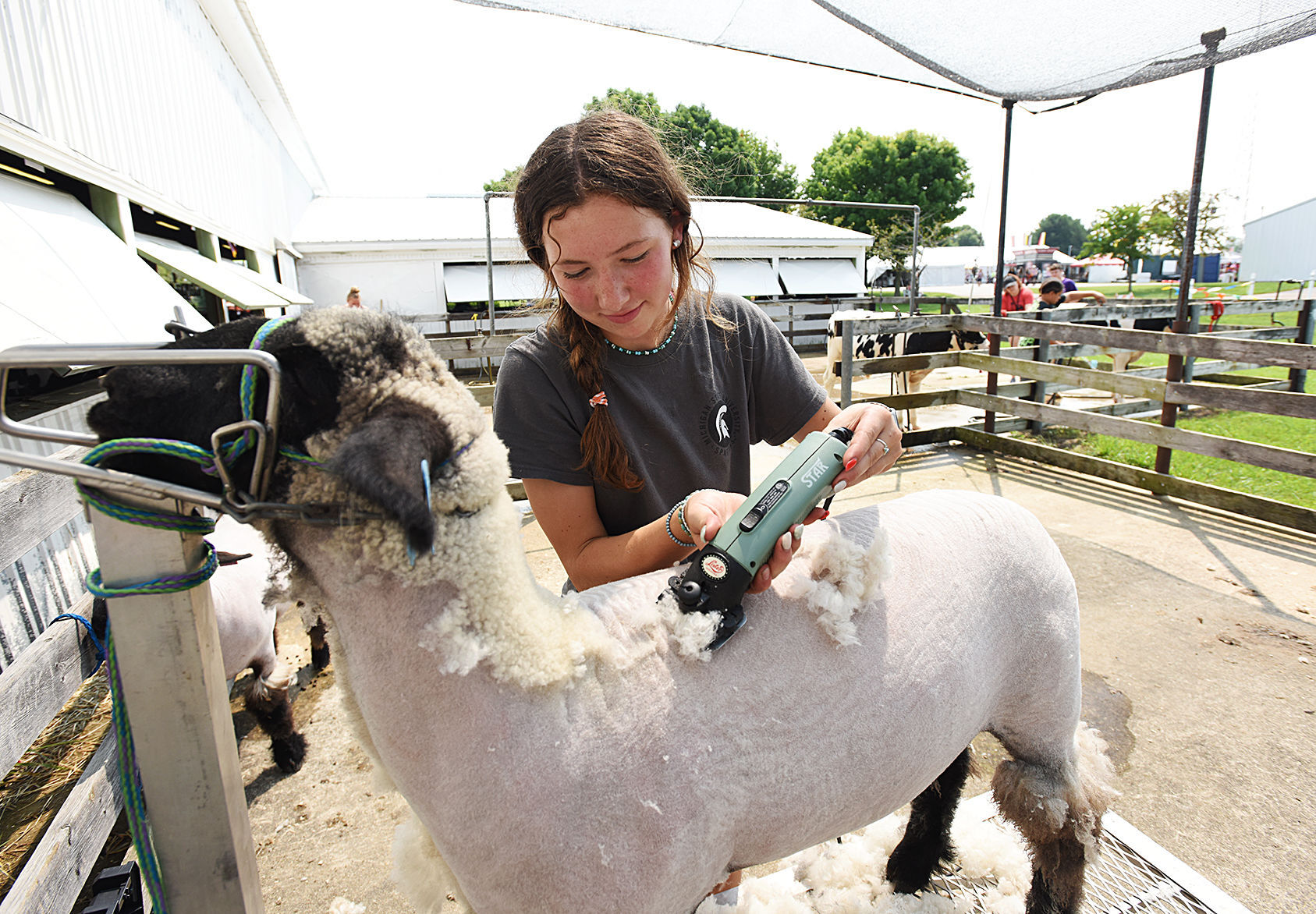 The shearing of the lambs
